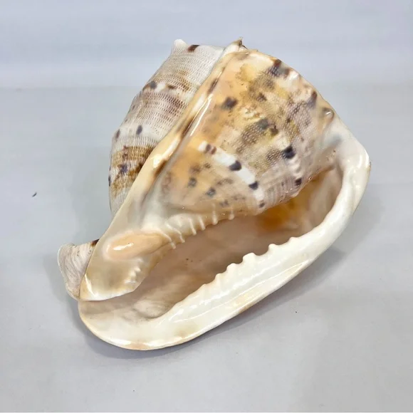 Horned Queens Helmet Classic Cornuta Conch Seashell Ocean Decor - Picture 5 of 5